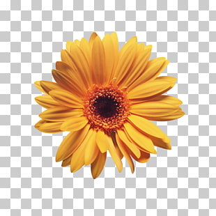 About This Item