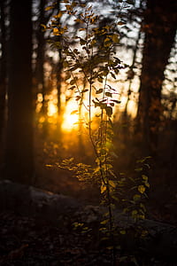 selective focus photography of green leafed plant during golden hour thumbnail