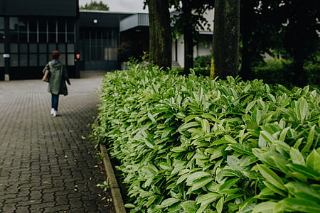 Municipal greenery thumbnail
