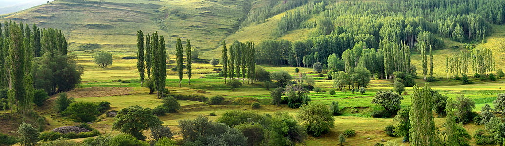 green leaf grass field with green leaf trees thumbnail