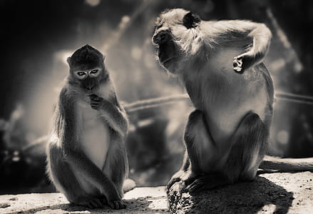 grayscale photography of two monkey thumbnail
