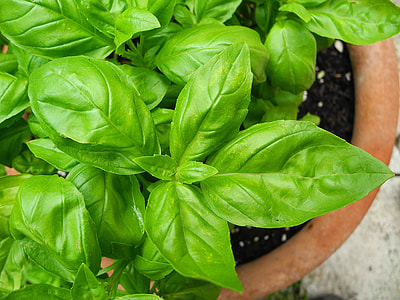 Basil thumbnail