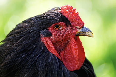 black rooster thumbnail
