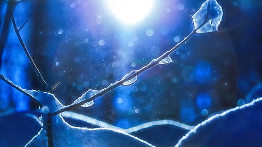 depth of field photography of snow coated stem thumbnail