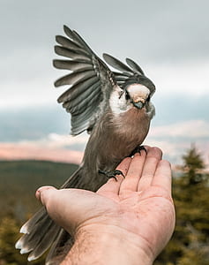 bird landing on person's palm thumbnail