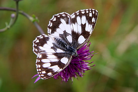 white and black butterfly thumbnail
