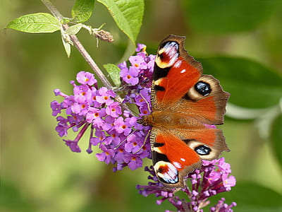 peacock butterfly perching on purple flower in selective-focus photography thumbnail