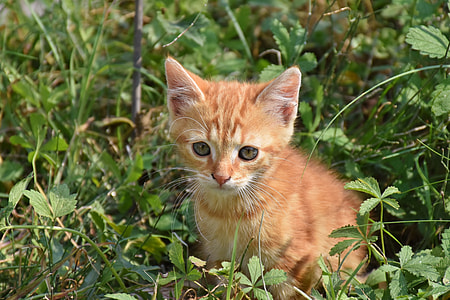 closeup photography of orange tabby kitten thumbnail