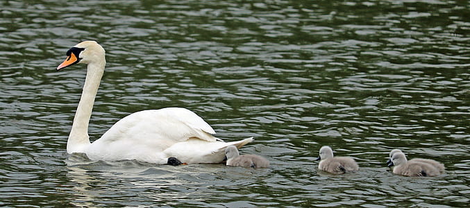 white swan with three ducklings waddling on water during daytime thumbnail