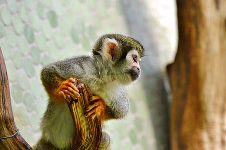 black and gray monkey on tree branch thumbnail
