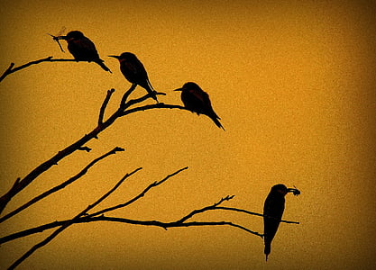 silhouette of four birds on tree branches thumbnail