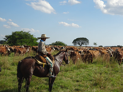 man riding horse on grass field thumbnail