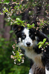 Bolder Collie dog thumbnail