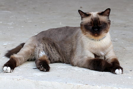 siamese cat on surface thumbnail