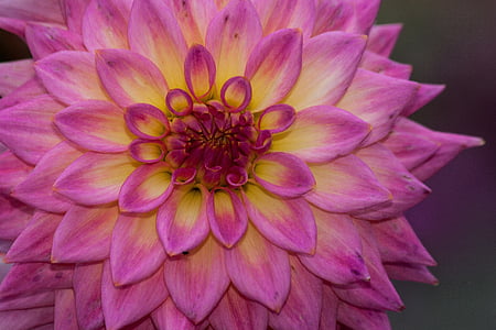 pink dahlia flower in close-up photography thumbnail