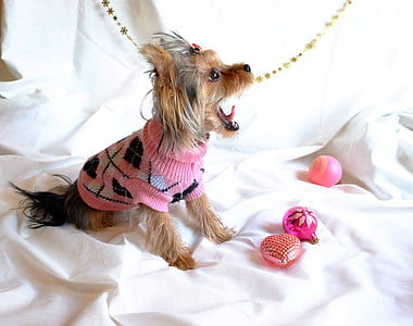 brown dog wearing knitted clothes on white textile thumbnail