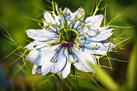 close-up photo of white and green petaled flowers thumbnail