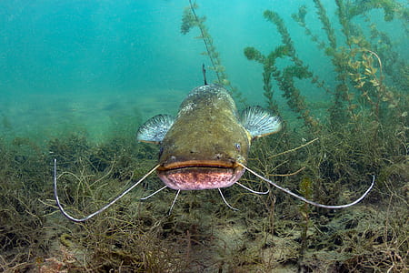 brown cat fish under water thumbnail