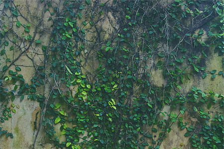 green leafed plant on gray wall thumbnail