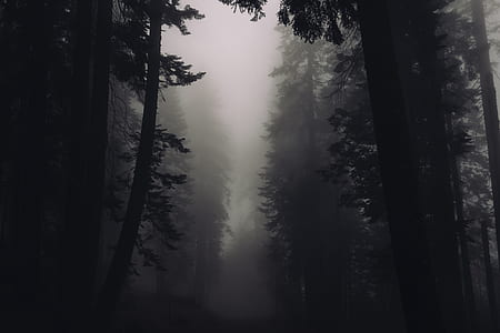 low-angle photo of a pine forest during foggy day thumbnail