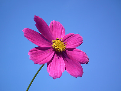 pink flower thumbnail