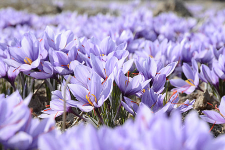 closeup photo of purple petaled flower thumbnail