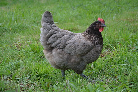 gray and red hen thumbnail