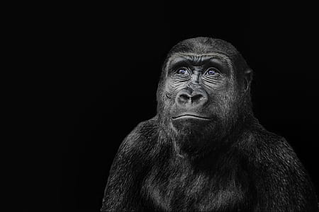 black ape with black backgroud thumbnail