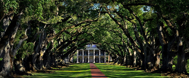 green leafed trees thumbnail