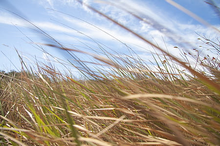 Brown And Green Grass Field thumbnail