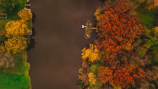 aerial view photography of trees thumbnail