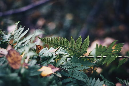 fern plant thumbnail