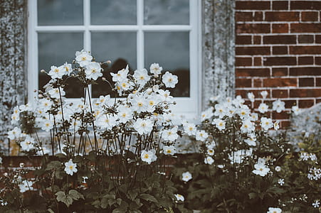 white petaled flowers on white framed glass panel window thumbnail