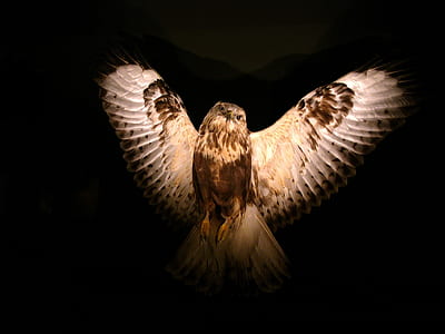 brown and white falcon thumbnail
