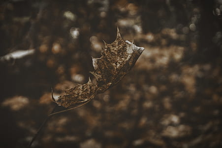 selective focus photography of weathered leaf thumbnail