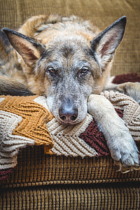 adult beige and black German shepherd prone on cloth sofa thumbnail