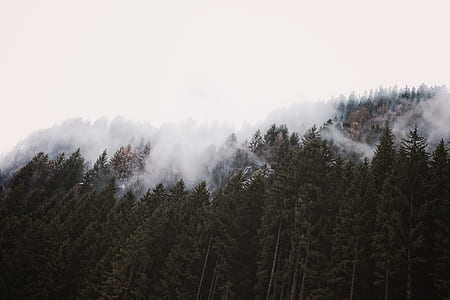 forest trees and mist thumbnail