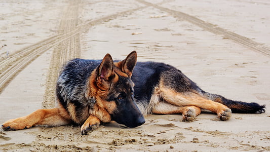photo of adult black and tan German shepherd laying on sand thumbnail