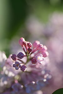 closeup photography of pink petaled flower bud thumbnail