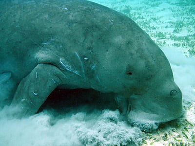 photo of manatee under water thumbnail