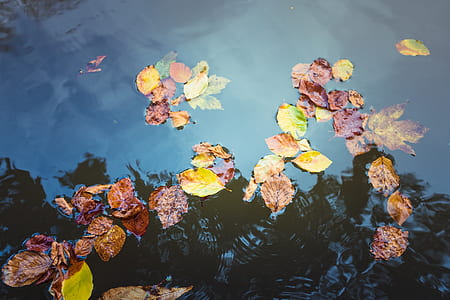 leaves on water thumbnail