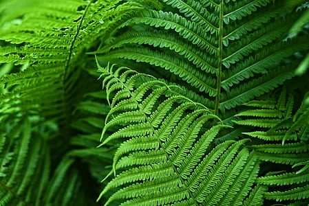 green fern leaf thumbnail