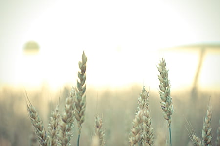 wheat plants thumbnail