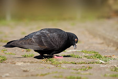 black pigeon thumbnail