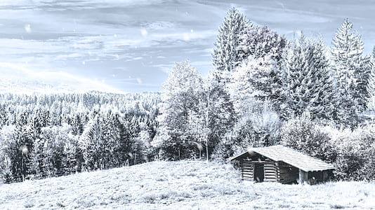 house covered with snow in the middle of forest thumbnail