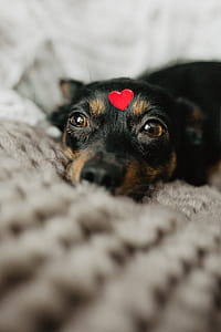 A dog with heart on head thumbnail