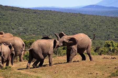 two black elephants standing on ground thumbnail