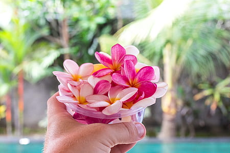hand, flowers, petals, blur thumbnail