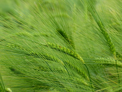green wheath thumbnail