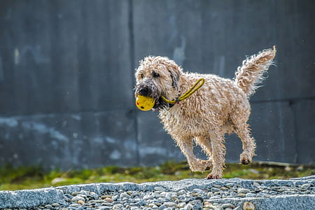 shallow focus photography of brown dog thumbnail
